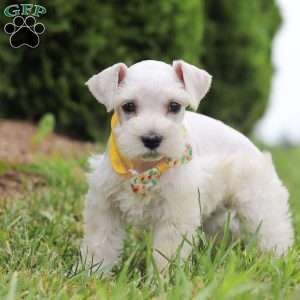 Livi, Miniature Schnauzer Puppy